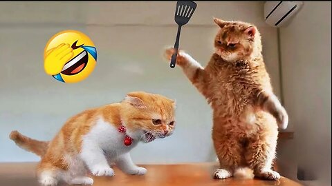 Funniest Animals 😂 New Funny Cats and Dogs Videos 😻🐶 Part 1(720P_HD)