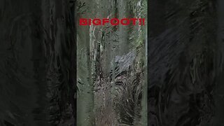 PROOF OF BIGFOOT !! MUST SEE!! #explore#paranormal#subscribe#shortsvideo#wtf#creepy#wow#halloween