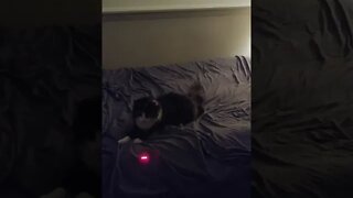 Cute and Chonky Tortie Cat Plays With a Laser Toy