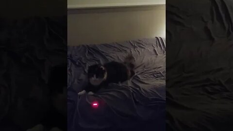 Cute and Chonky Tortie Cat Plays With a Laser Toy
