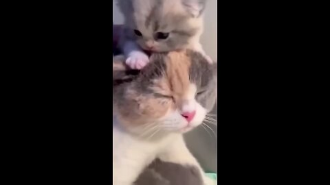 cat 😺 cute dramatic footage