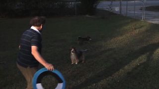 Collie Epically Fails At Frisbee