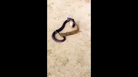 A dangerous fight between a snake and a snake