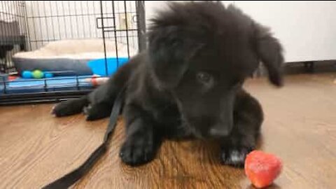 Cão não como lidar com morango congelado!