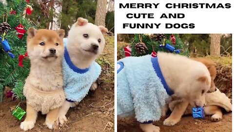 Merry christmas cute and funny dogs|cute animal videos|funny animals|Susan bro|#shorts
