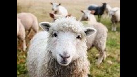 Shaun the sheep compilation 2016 clip26