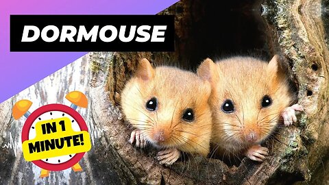 Dormouse - In 1 Minute! 🐭 The Tiny Climbing Experts | 1 Minute Animals