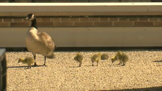 Cute Goslings at TMJ4