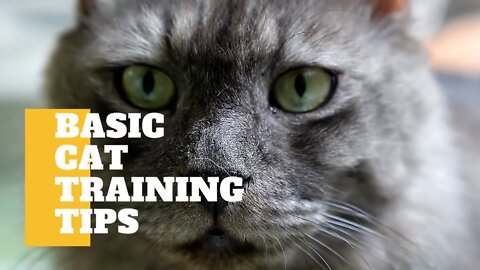 HOW TO TRAIN YOUR CAT AT HOME?! **EASY WAY**