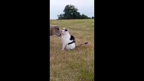 funny animals 2024 😂 funniest cats and dogs video 🐕🐈‍⬛211😂