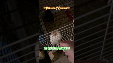 🍪Vitamin C Cookies🍪 The Guinea Pig Collective #channel #guineapigshorts #guineapigseating