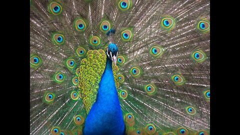 Peacock Beauty ! ! !