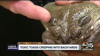 Sonoran Desert Toad pose a danger for Valley dogs