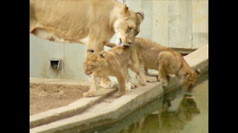 Mom knocks lion cub into the water!