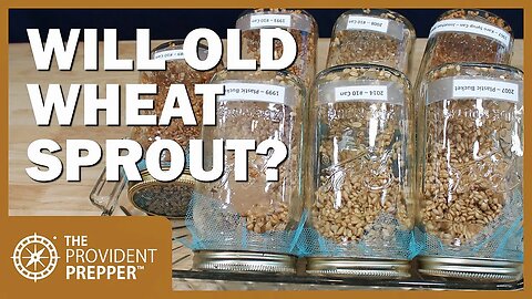 Super Survival Sprouts: Powerful Nutrition from Your Stored Wheat