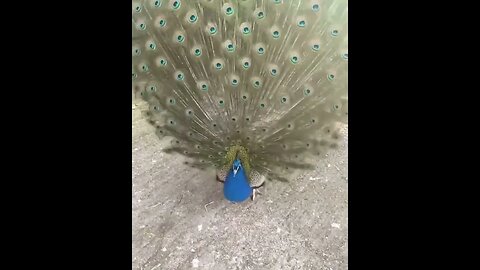 Colorful Peacock Facts | Beautiful Peacock Facts You Should | Animal Vised