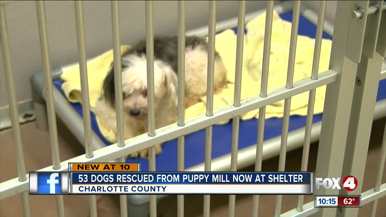 53 dogs rescued from puppy mill now at shelter