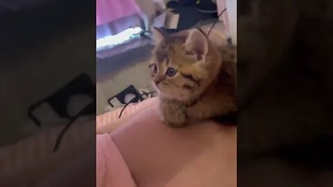 Funny Cat watching Mobile Videos #funnyvideo #petfunnymoments #kittens