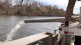 More than 140,000 chinook salmon poured into the Milwaukee River