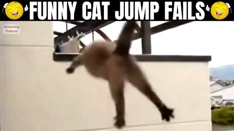 Funny/Cute Cat Jump Fail