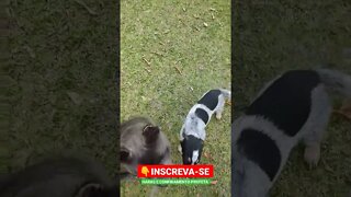american bully e seu brother brincando no gramado #shorts #animals #bicho #cachoro #dog #roça #sitio