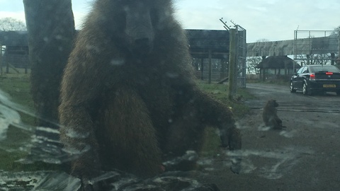 Baboons in safari park completely swarm vehicle