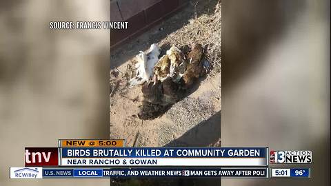 Birds brutally killed at community garden