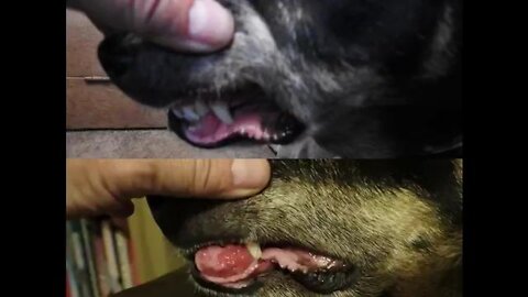 This man used DMSO dimethyl sulfoxide for about 2 weeks on his dog - Amazing results!!