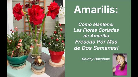 Amarilis: Cómo Mantener Flores de Amarilis Frescas Por Mas de Dos Semanas! Shirley Bovshow