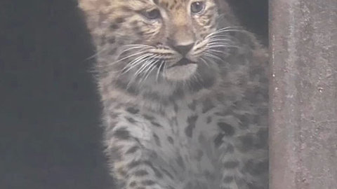 Amur leopard cubs emerge from zoo den