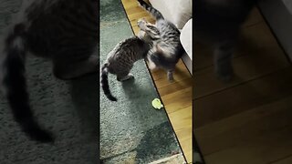 A Day in the Life of Kittens