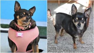 Obese chihuahua loses half its weight!