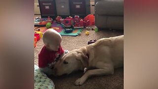 Babies Laughing at Dogs