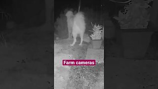 Farm cameras: monitoring animals