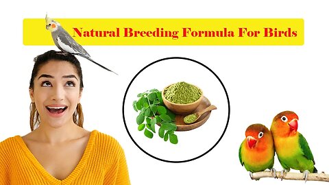 Natural breeding formula for birds | Moringa leave health benefits | @Biki's Aviary