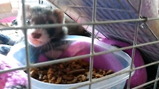 Noodle the ferret eating