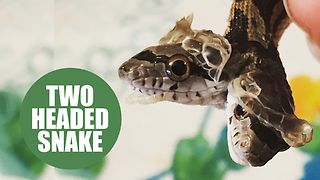Two-headed SNAKE which is being raised by a family after it was discovered in a back yard