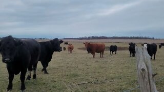 #shorts Cool 🐄 Cows Protecting Baby's