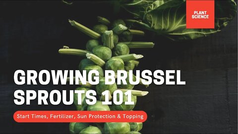 How To Grow Brussel Sprouts. Growing Brussel Sprouts In Cold Climates | Gardening in Canada