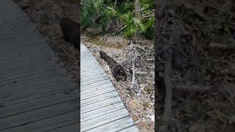 Flood damage in the forest