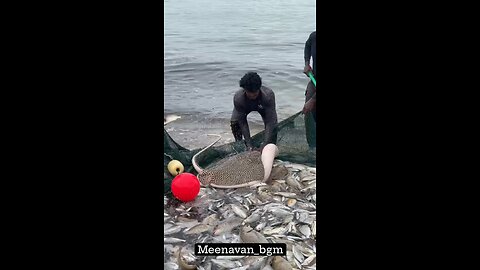 ye kaunsi Fishes hain?