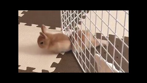 Pet Escape Artists | Funny Pet Video Compilation | The Pet Collective