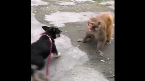 A funny fighting between monkey and dog.