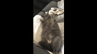 Fat Cat Belly Rub