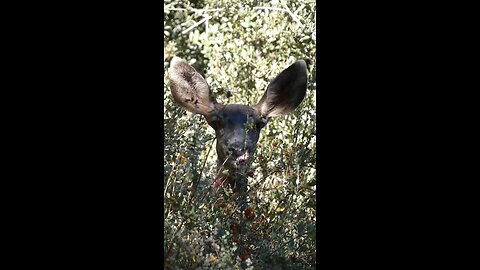 Mule Deer 🦌Berry Browse