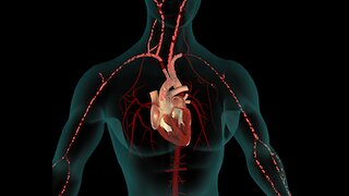 An In-Depth Look at the Circulatory System