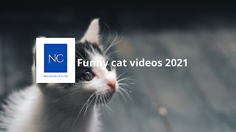 Funny cute cat videos All Times