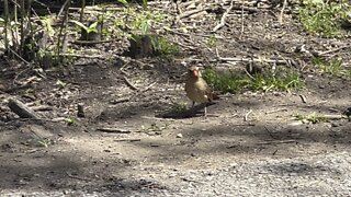 Cardinal