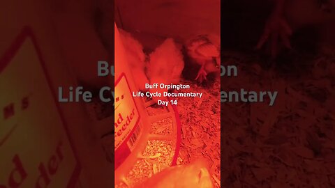 Buff Orpington Life Cycle Documentary Day 14 #raisingchickens #homestead