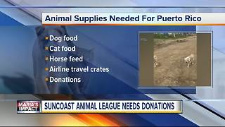 Suncoast Animal League in Palm Harbor needs donations to help homeless Puerto Rican pets